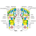 Stone Walk Reflexology Foot Massage Mat